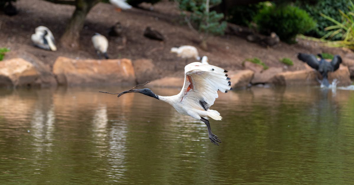 Entering Australia with Australian Passport Leaving with American - White Bird Flying over the River