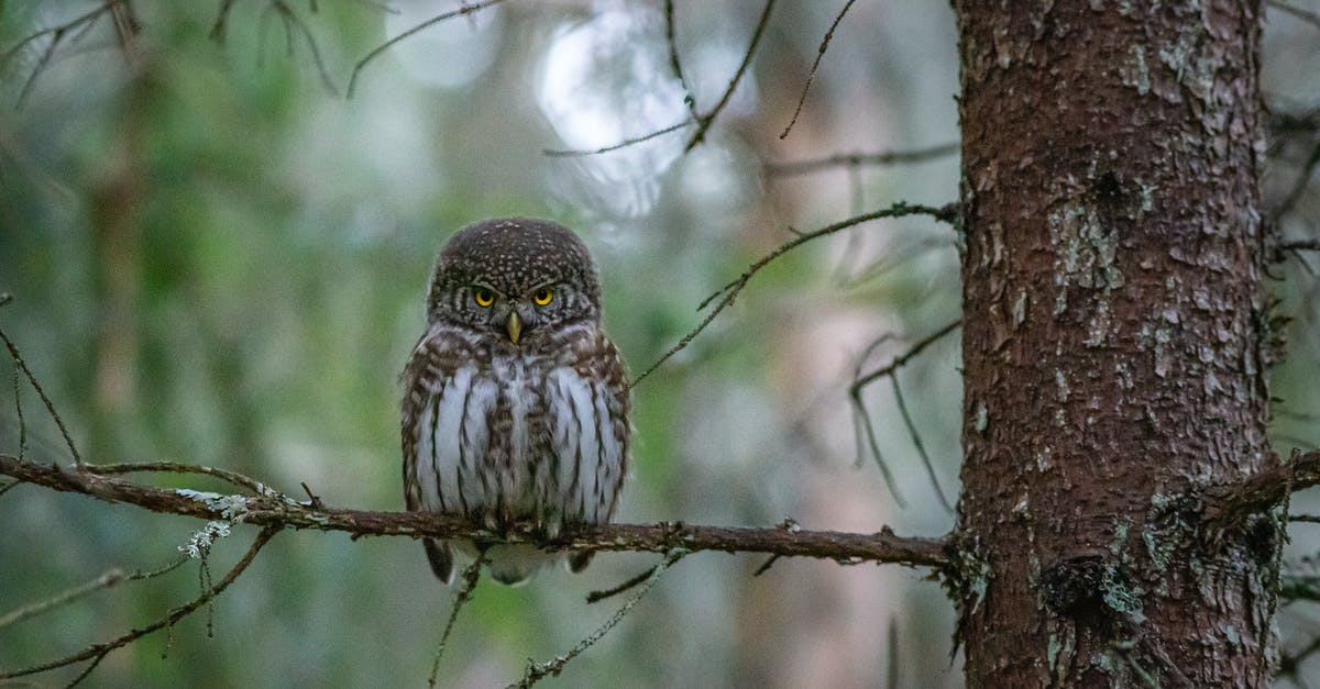 ESTA/VWP entry with one day overstay - Brown Owl Perched on Brown Tree Branch