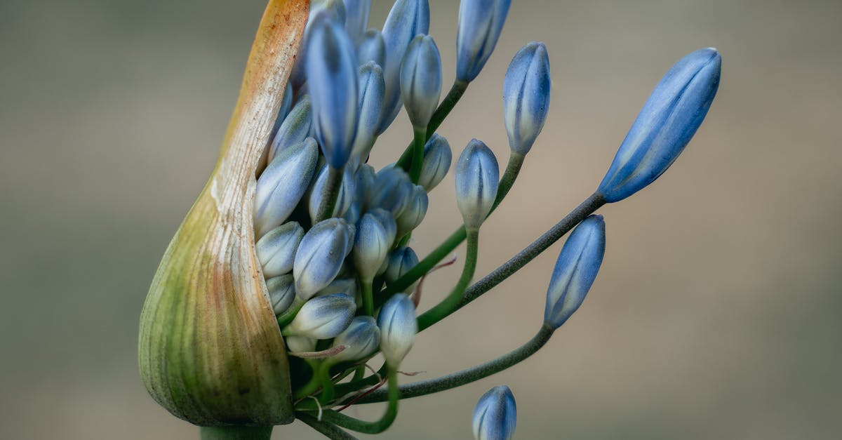 ETA for Australia after got denied evisitor visa [closed] - Close-Up Photo Of Blue Flower