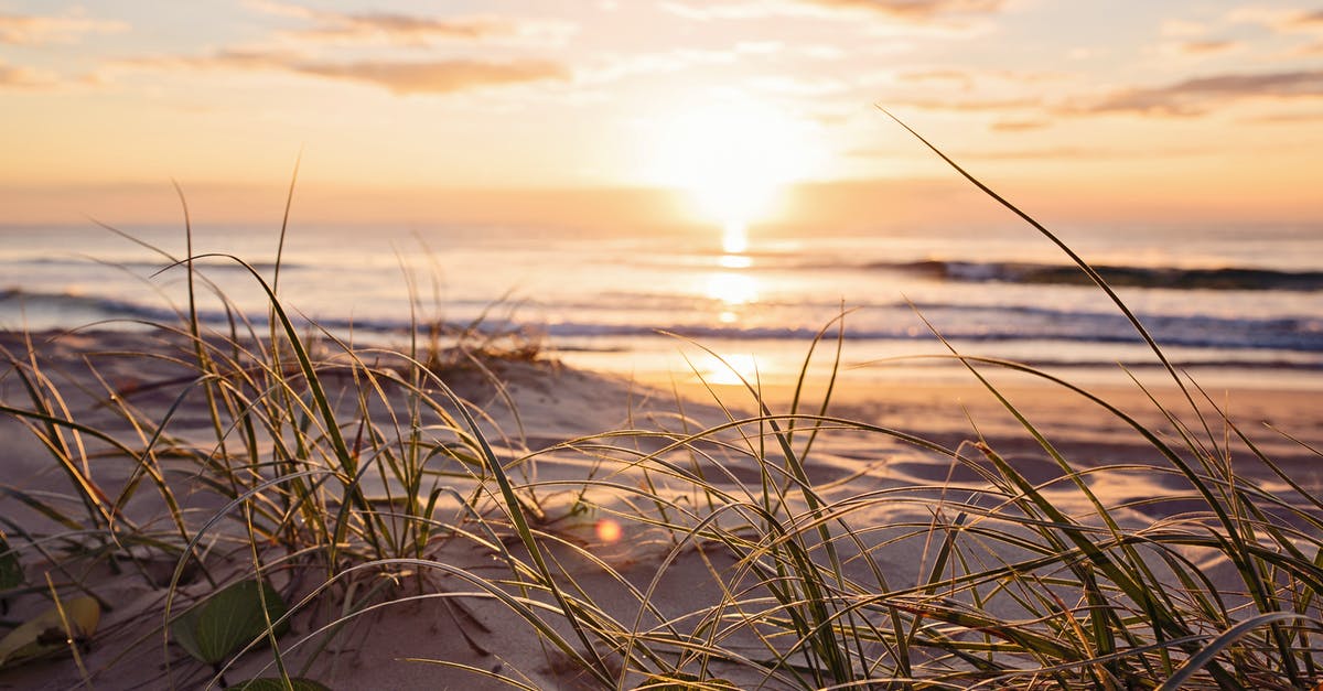 ETA for Australia after got denied evisitor visa [closed] - Close-Up Photo of Grass During Golden Hour