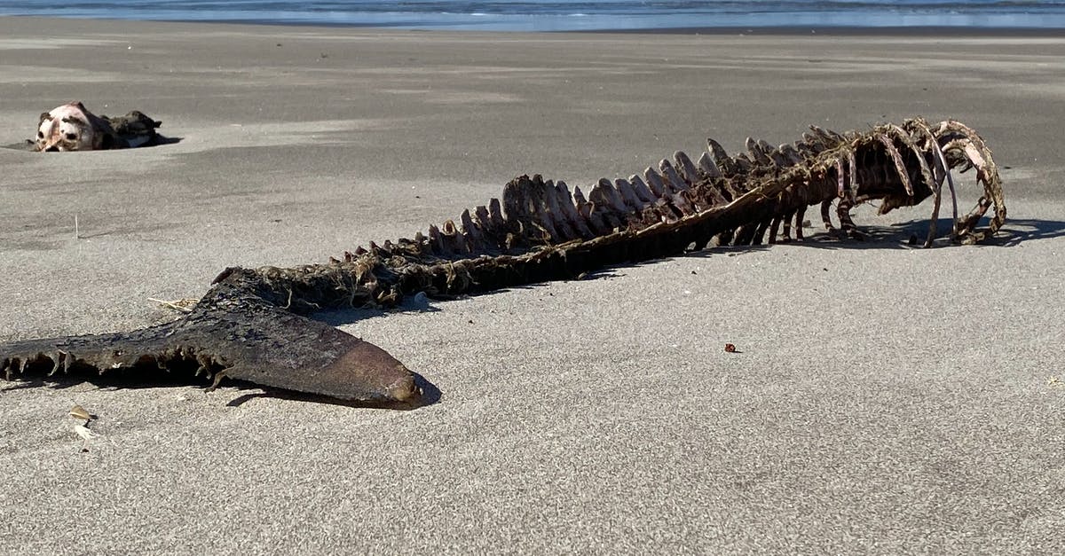 Etiquette of "spitting out" bones etc in China - Brown and Black Sea Turtle on Beach Shore