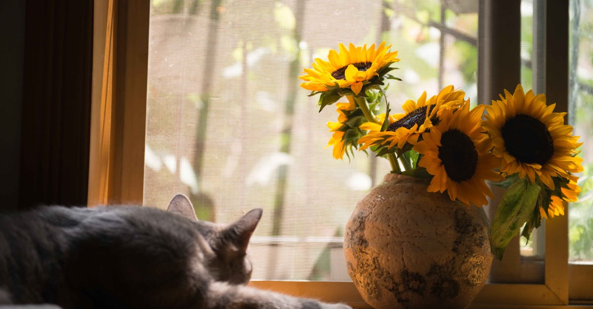 Etiquette when sharing a sleeping car room with stranger in Europe - Gray Cat Near Gray Vase With Sunflower