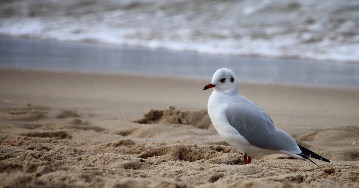 Europe air travel with single entry Schengen visa - White and Gray Bird on Brown Sand Near Body of Water