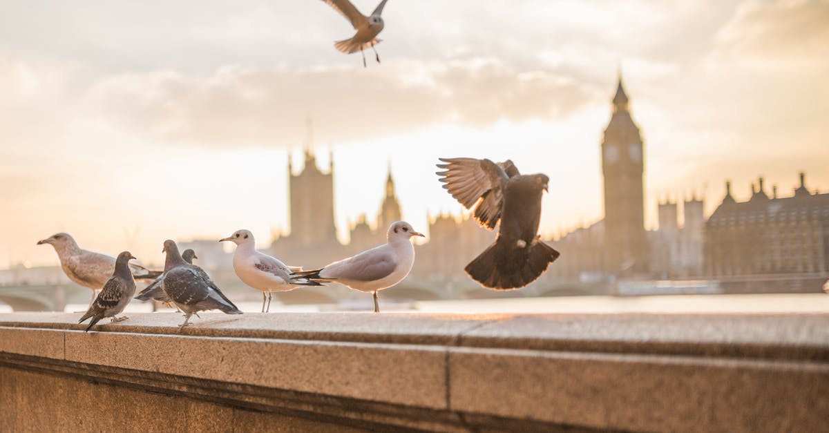 Eurostar or flying London to Paris? [closed] - Photo of Birds on Concrete Wall Near City Buildings during Daytime