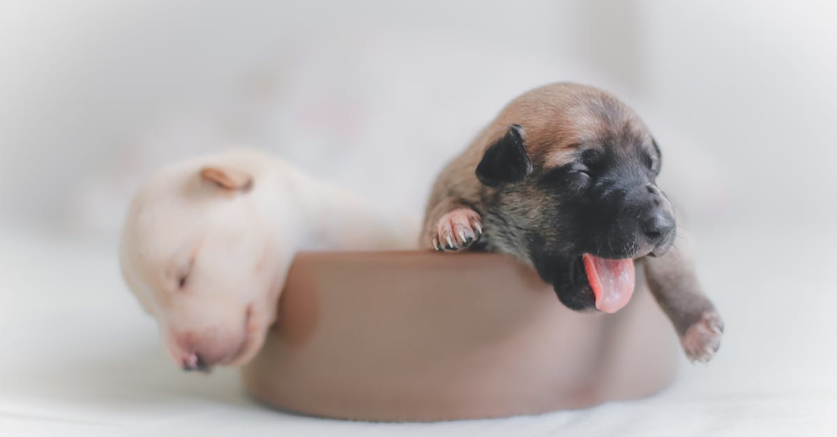 Experience travelling with small pets in the cabin during transatlantic flights? - Two Puppies on Brown Bowl