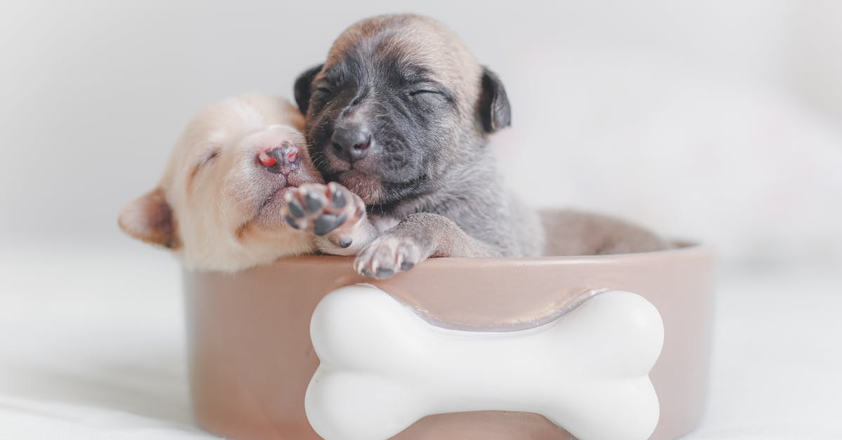 Experience travelling with small pets in the cabin during transatlantic flights? - Two Puppies in Dog Food Bowl