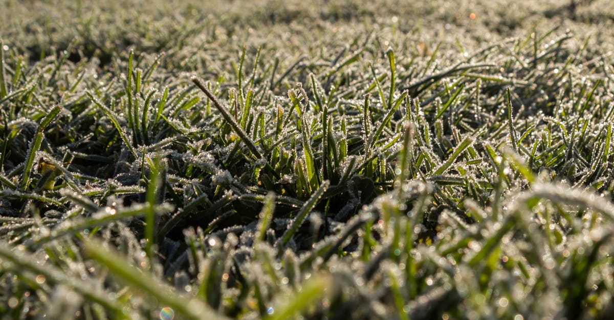 exploring the Juneau ice field [closed] - Green Grass