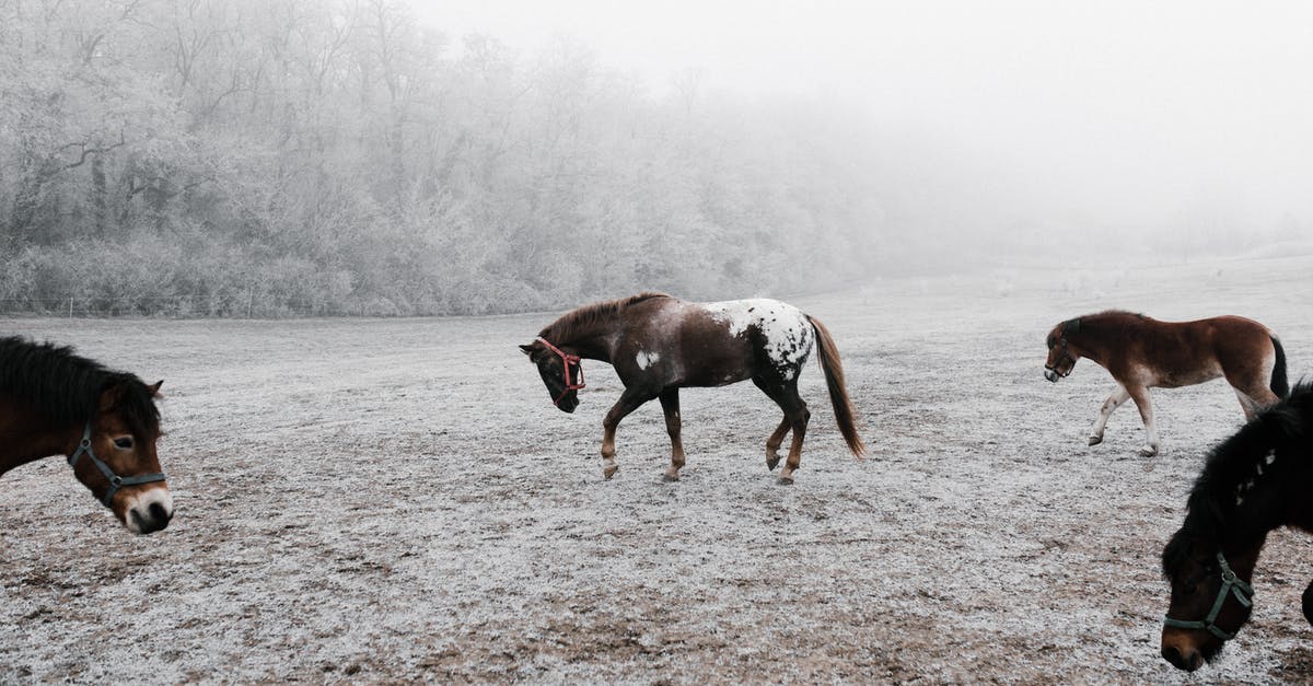 exploring the Juneau ice field [closed] - Brown Horse Running on Brown Field