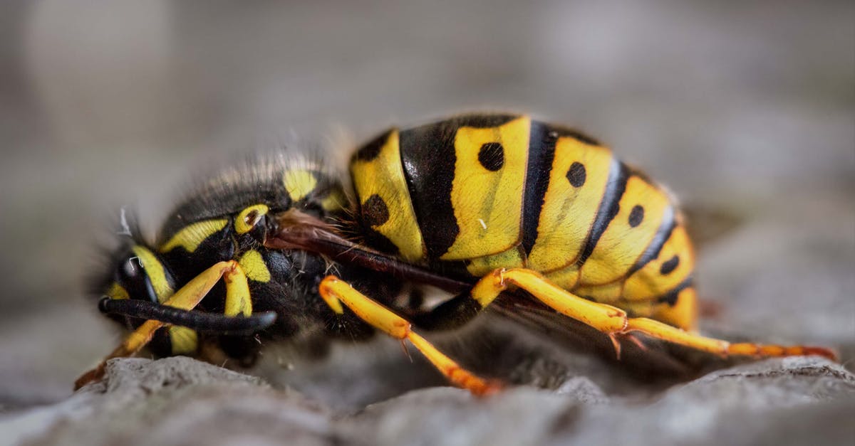 Exporting a queen bee from Australia to Beirut - Gravid Yellow Jacket Wasp Close-up Photography