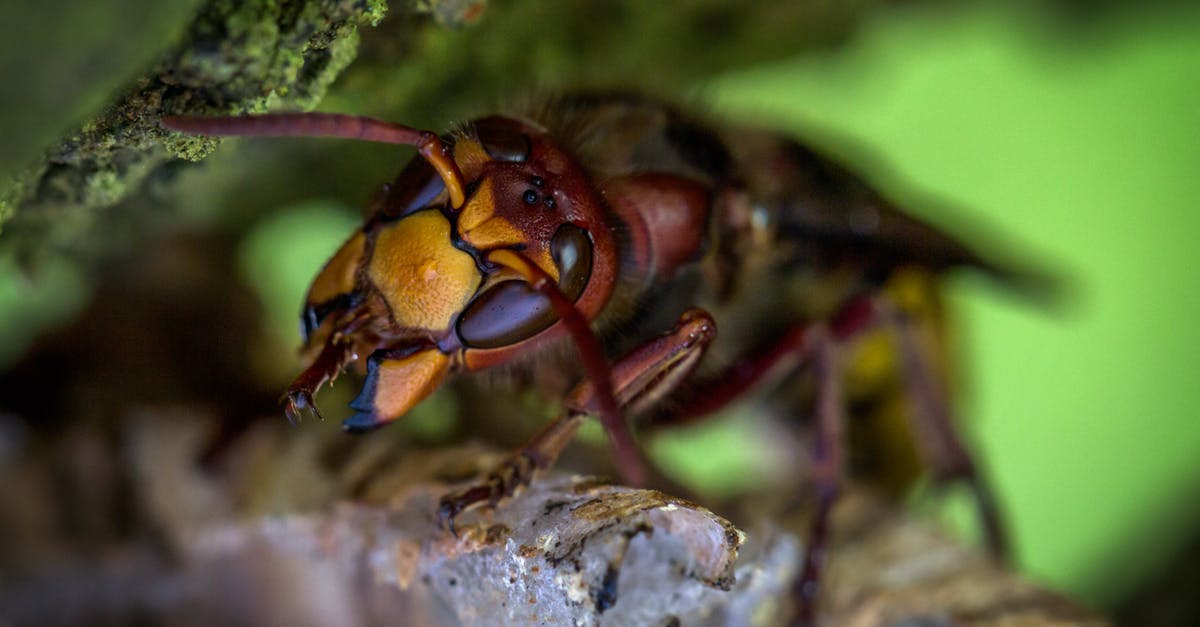 Exporting a queen bee from Australia to Beirut - Hornet Macro Photography