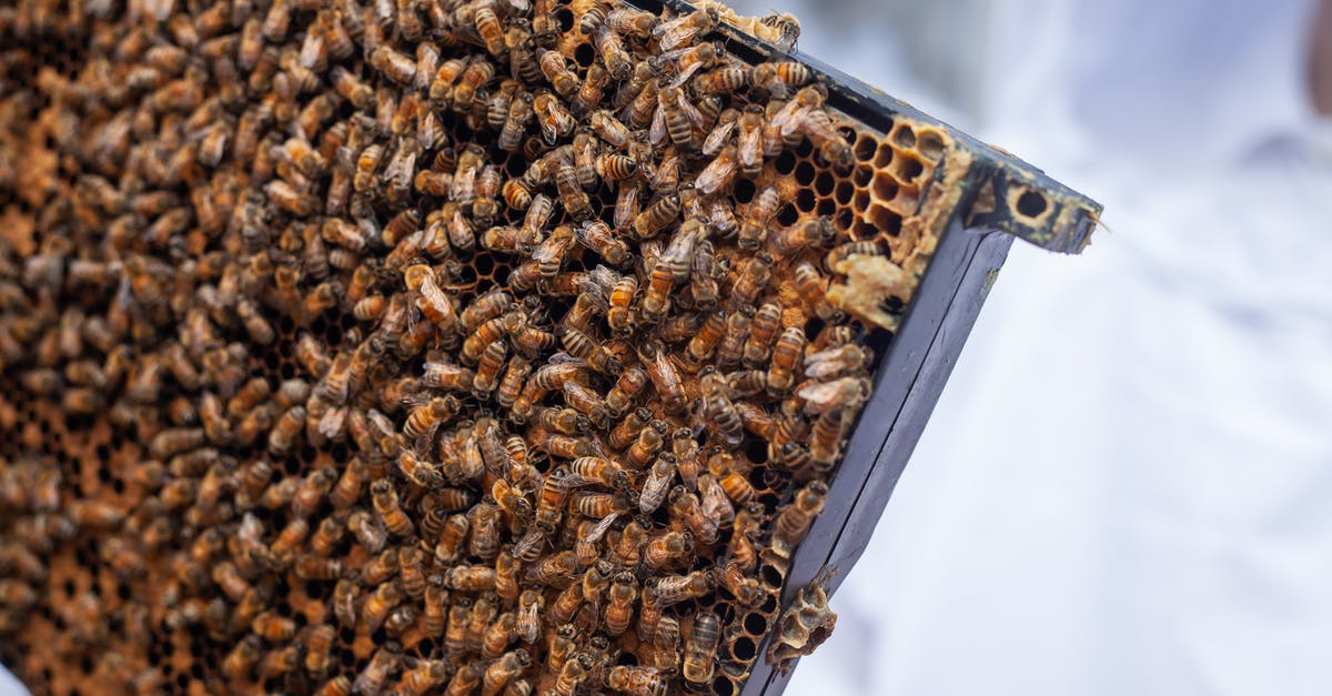 Exporting a queen bee from Australia to Beirut - Swarm of Bees