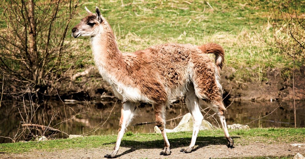 Extend US visa in Canada - Free stock photo of alpaca, alpacalove, alpacasofinstagram