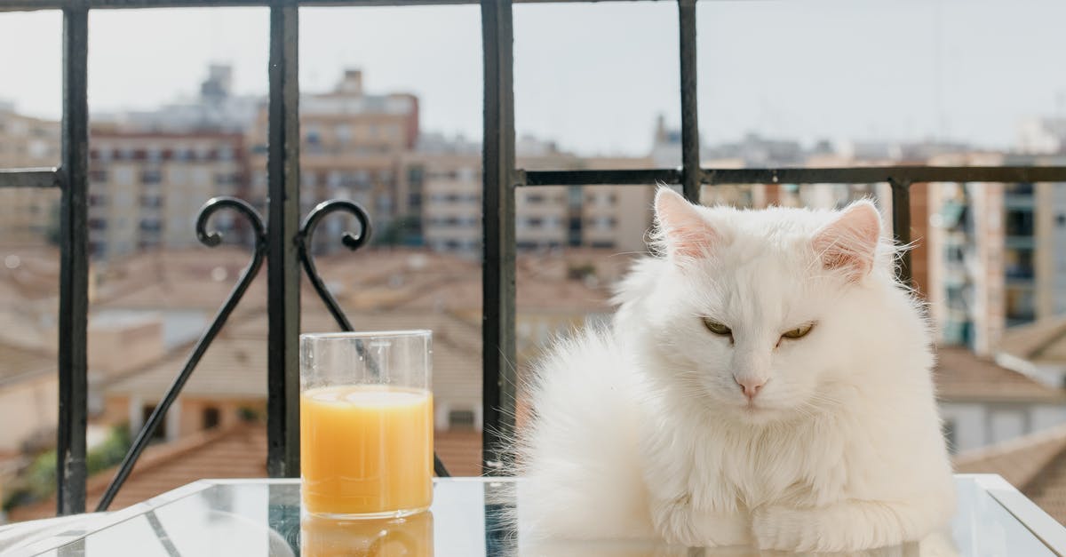 Extending Domestic Reservation in the US [closed] - White Cat on Table Beside Clear Drinking Glass With Yellow Liquid