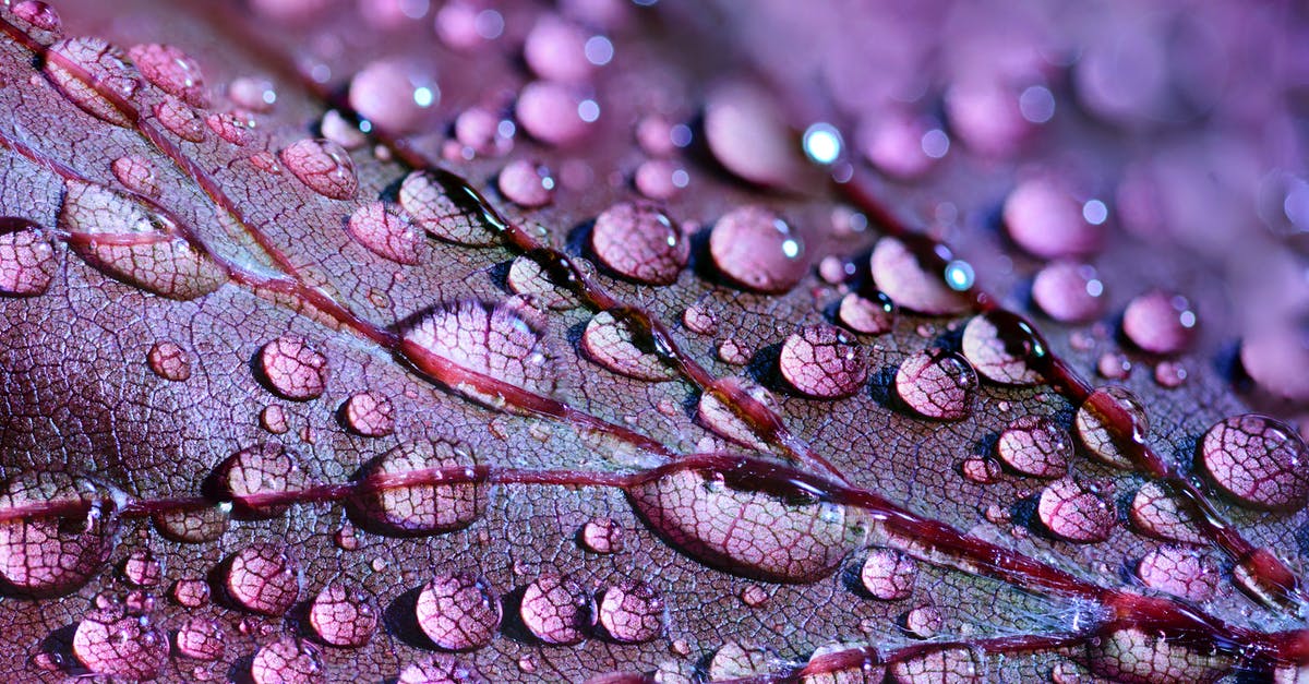 Fall Foliage in Southern California [closed] - Purple Leaf