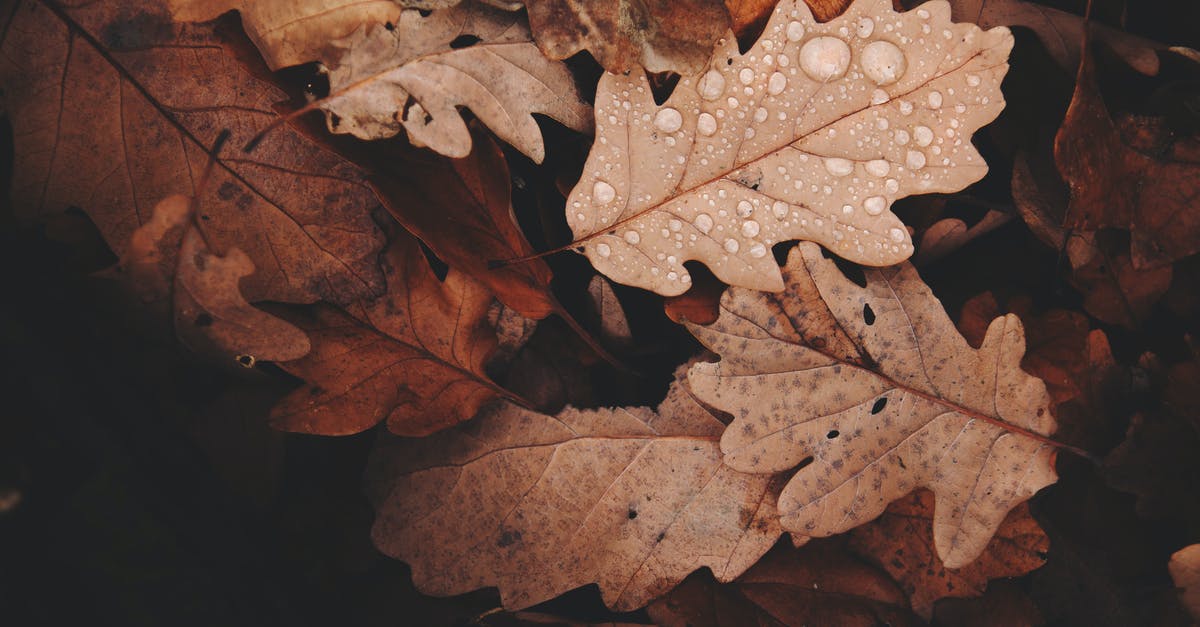 Fall Foliage in Southern California [closed] - Withered Leaves Photo