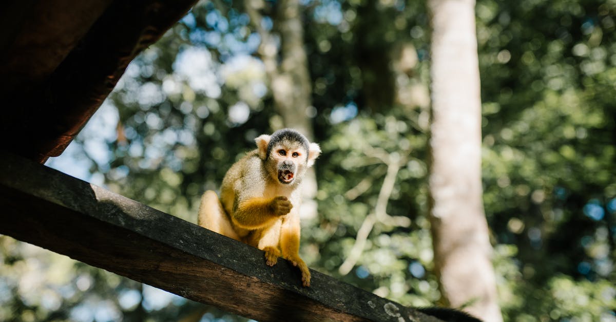 Fast public transport from Kusatsu to Jigokudani Monkey Park during winter? - From below angry fluffy monkey sitting with mouth opened on wooden cross beam in sunny summer park and looking at camera