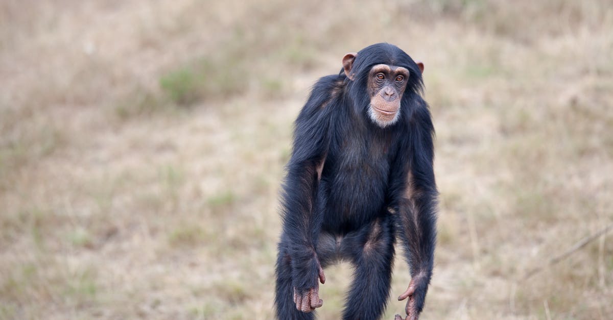 Fast public transport from Kusatsu to Jigokudani Monkey Park during winter? - Standing Black and Brown Primate Surrounded by Green Grass Fields