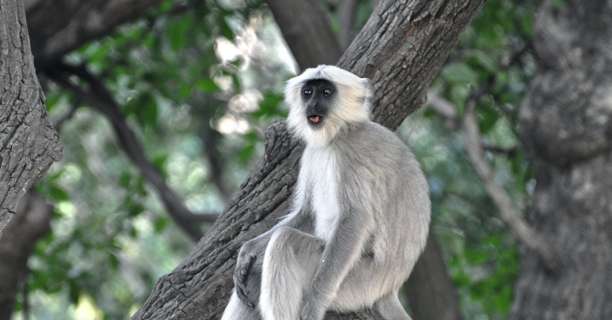 Fast public transport from Kusatsu to Jigokudani Monkey Park during winter? - Grey and White Monkey on Tree Branch