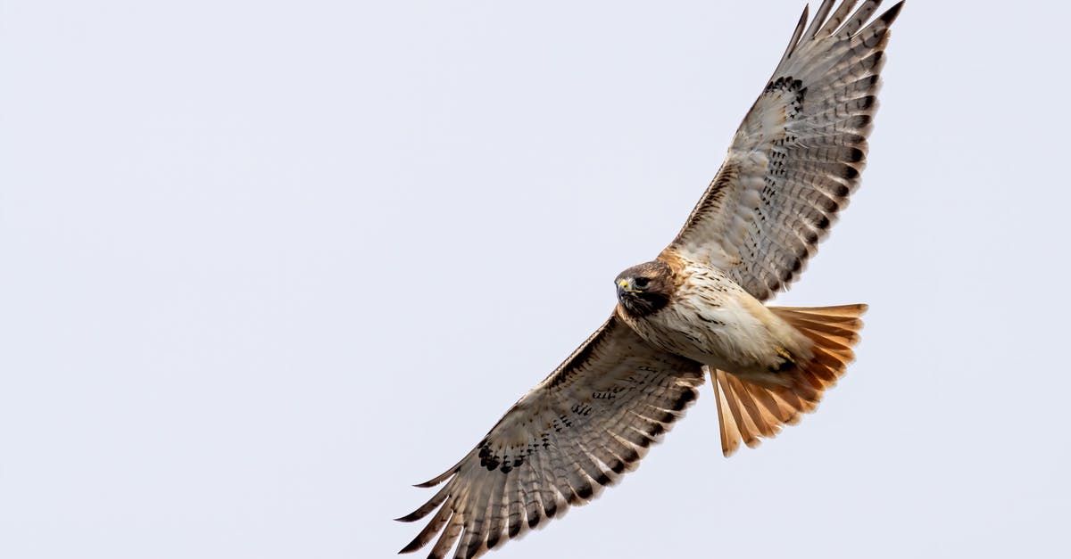 Find what caused a current big flight delay? - From below of big attentive carnivorous bird with ornamental wings soaring on white background