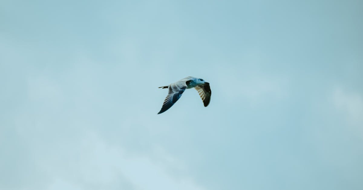 Find what caused a current big flight delay? - Full body wild seagull spreading wings and flying freely in overcast cloudy skies