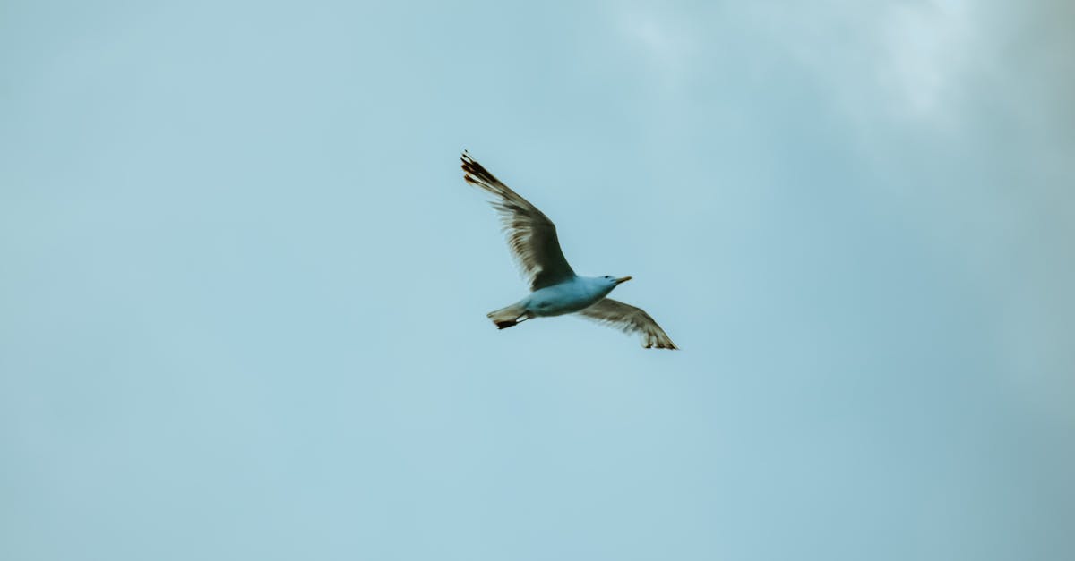 Find what caused a current big flight delay? - From below white seagull spreading wings and soaring in cloudy gloomy sky in wild nature