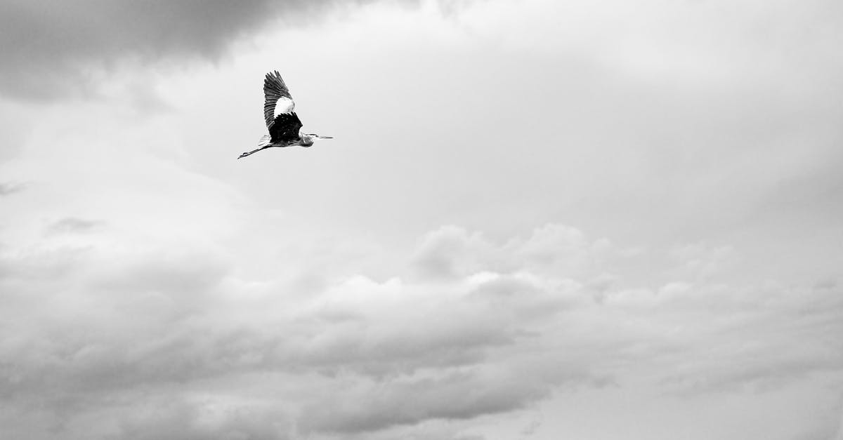 Find what caused a current big flight delay? - Black and white of stork wild bird flying alone under cloudy gray sky in gloomy day