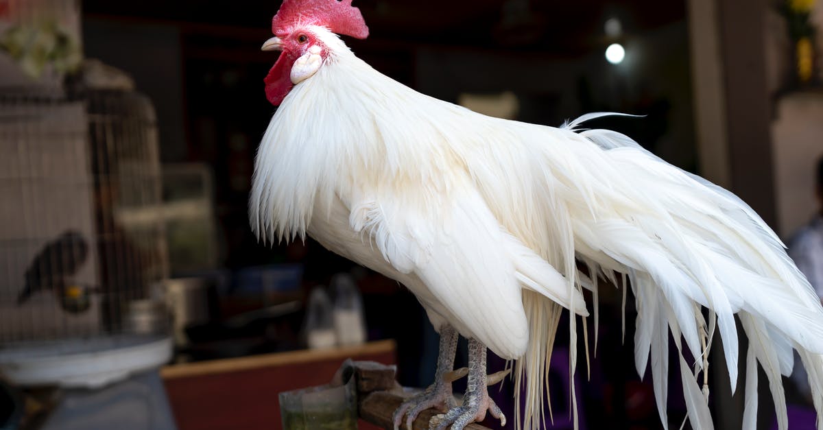 Finding big cacti between Phoenix, Las Vegas, and Los Angeles - Phoenix rooster with big white feathers and red comb standing on bird perch near building with birds in cages in daytime