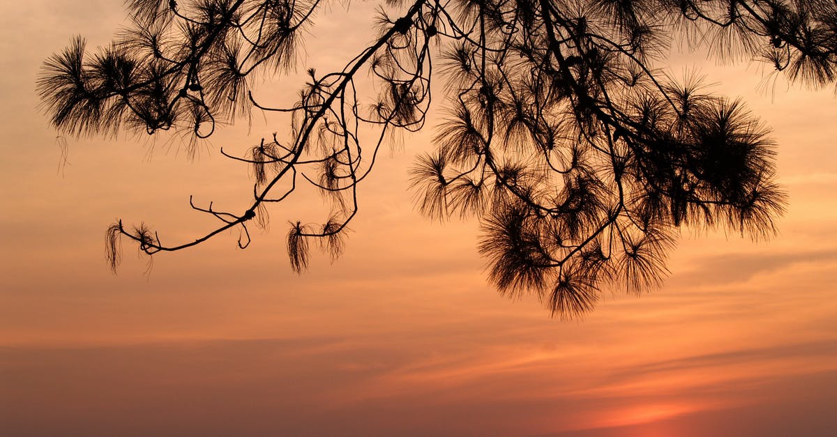 Finding Thailand Trek Guide (Khao Chang Puak and Sun Nhok Wua) - Closeup Photo of Tree during Golden Hour