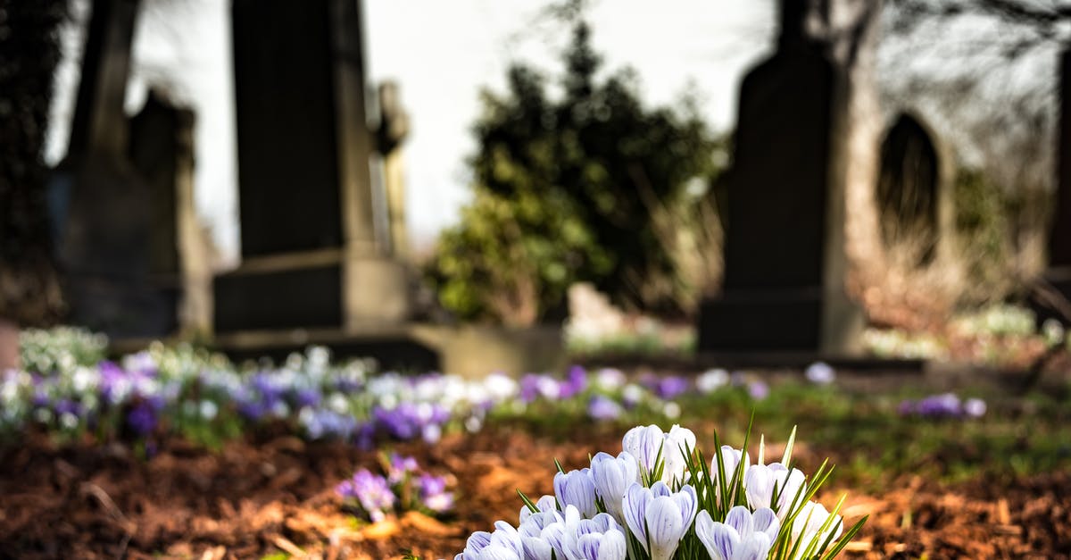 Finding the grave of Lin Zhao - Purple Crocus in Bloom during Daytime