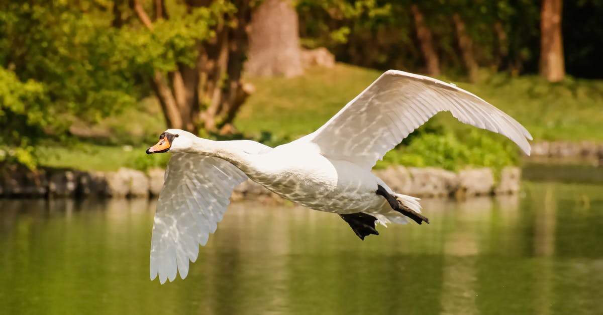 Flight booking web sites - A Swan Flying Above the Water