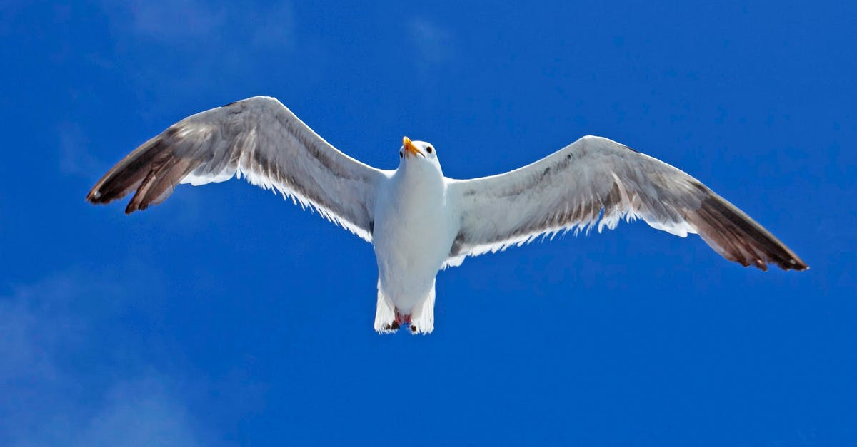 Flight Cancellations and Delays - White Gull Flying Under Blue Sky