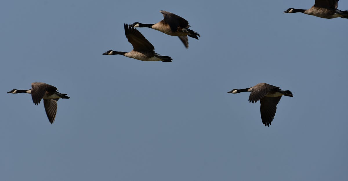 Flight cancelled due to strikes - Flying Geese in the Air