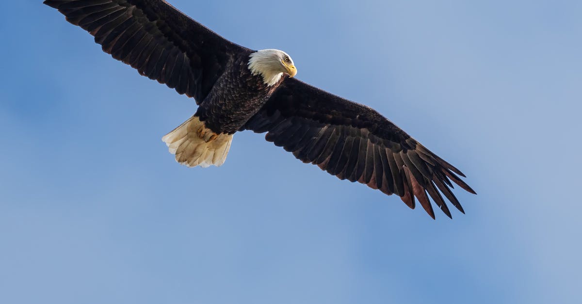 Flight deals from the UK - Wild eagle soaring in blue skies
