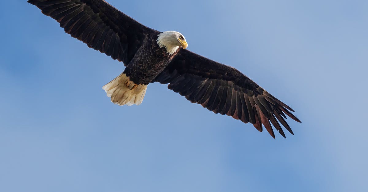 Flight from India to Cayman islands non -via USA/UK - Wild eagle soaring in blue skies