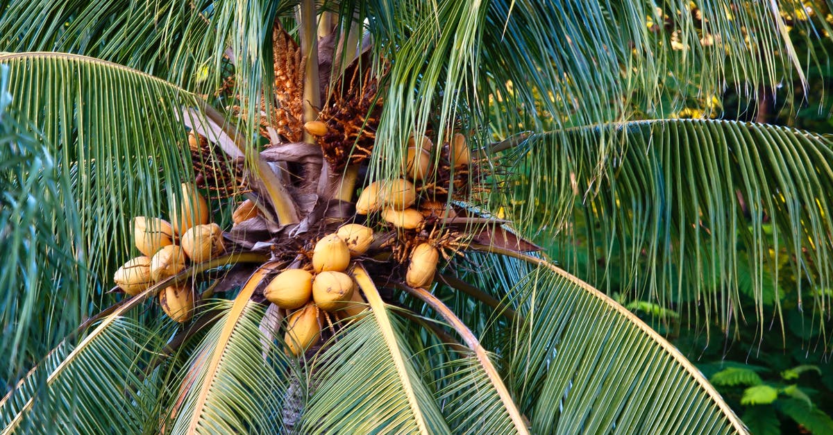 Florida → Cuba ferries are starting soon - but when? - Free stock photo of coconut tree, florida, key west