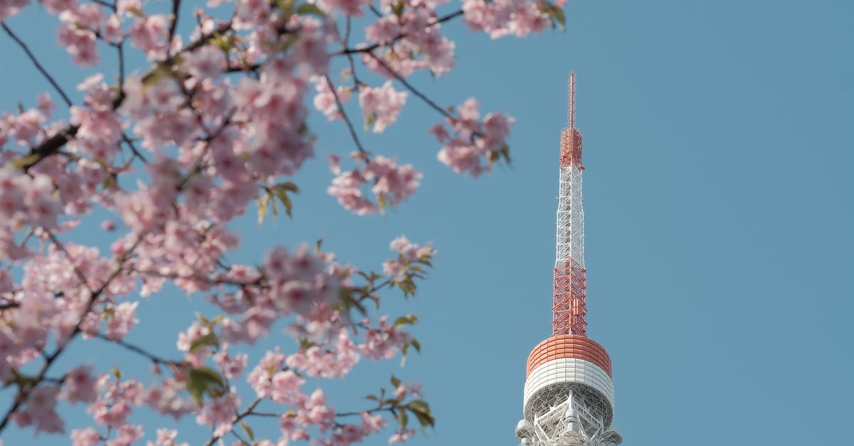 Flower lei from California to Japan - From below of picturesque blooming sakura tree growing near modern telecommunication tower with spire against cloudless blue sky in Tokyo