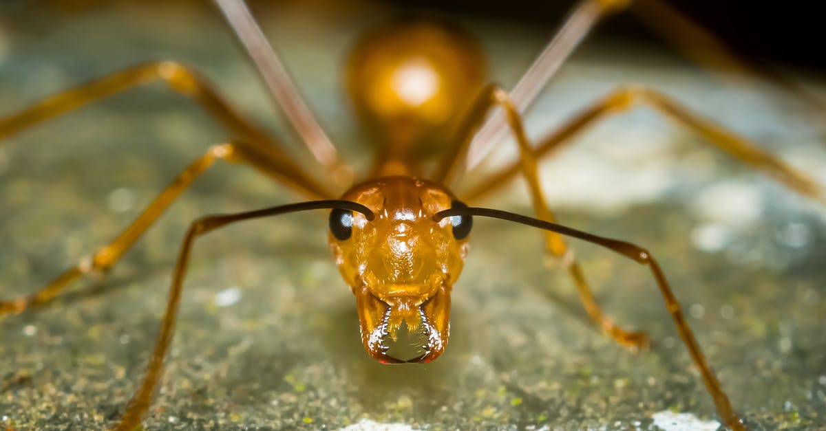 Fly into Edinburgh or Glasgow? - Brown Ant on Green Moss in Macro Photography