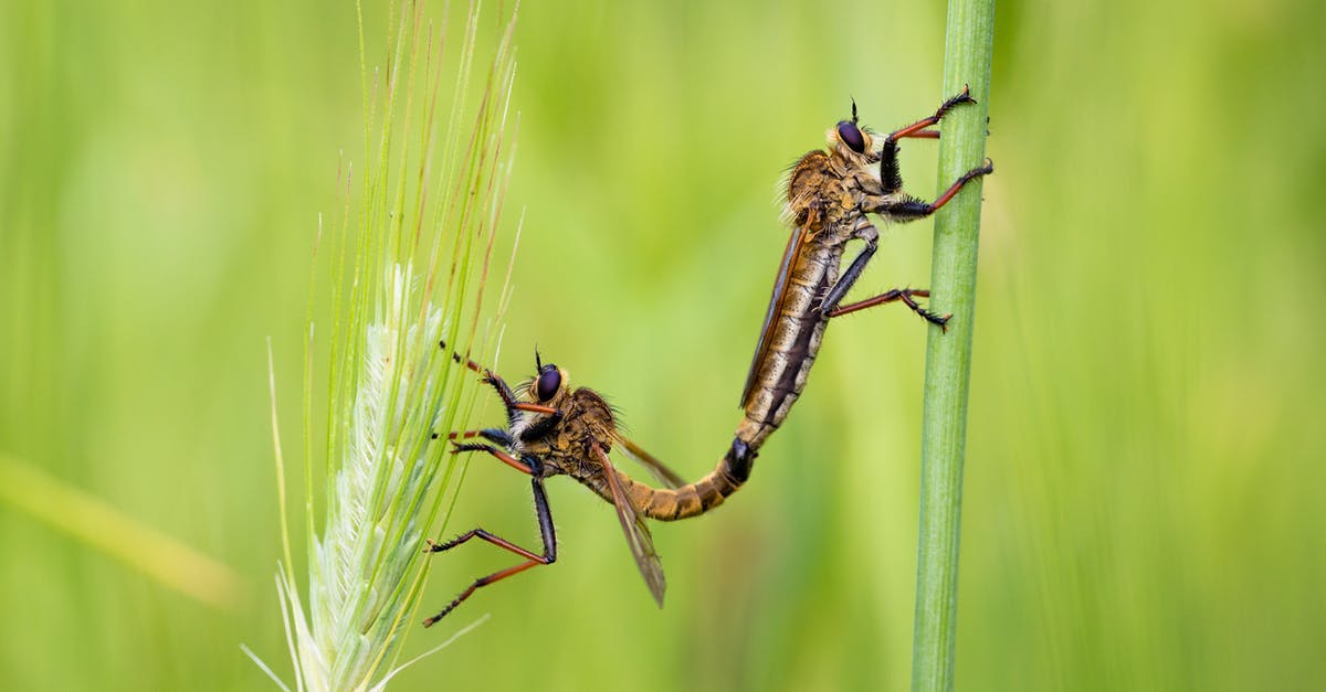 Fly into Edinburgh or Glasgow? - Brown and Black Fly Perched on Green Grass 