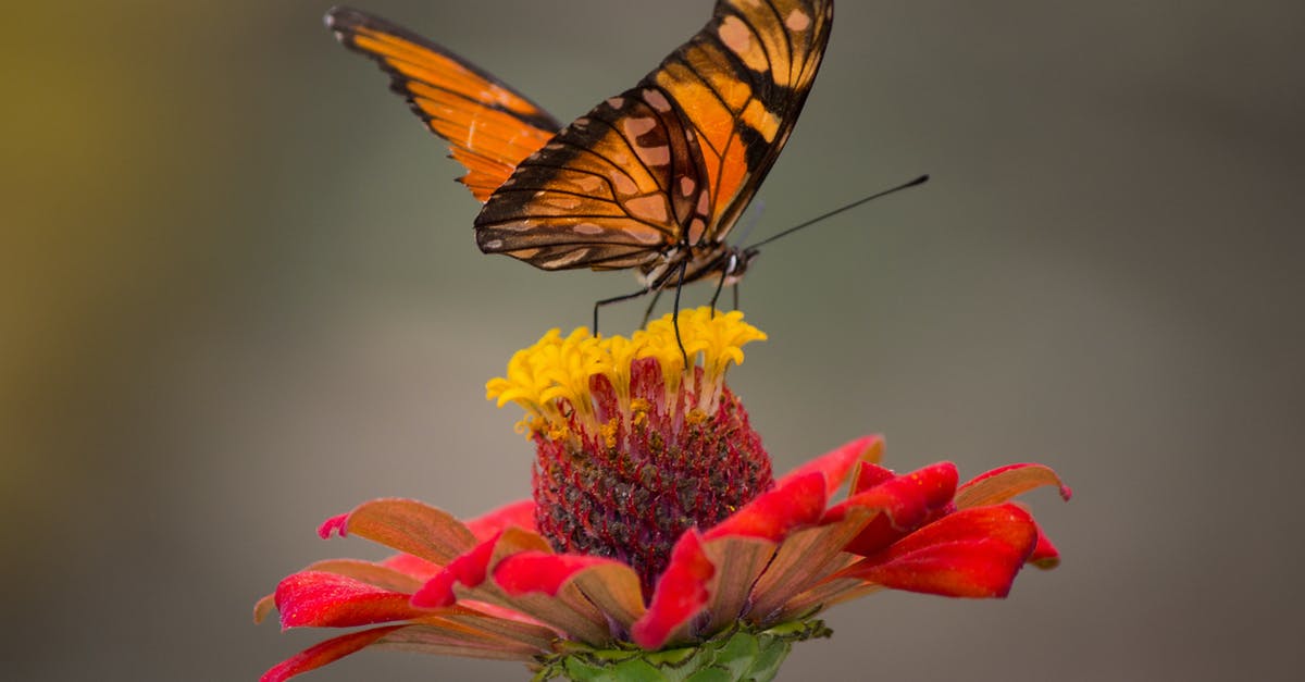 Fly into Edinburgh or Glasgow? - Brown and Black Butterfly Perched on Yellow and Red Petaled Flower Closeup Photography