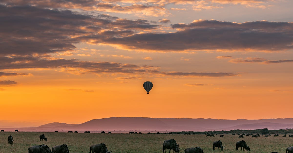 Flying between Tanzania and Madagascar - Picturesque sundown with silhouette of hot air balloon flying in national park Serengeti with wildebeests grazing on grassy land in Tanzania Africa