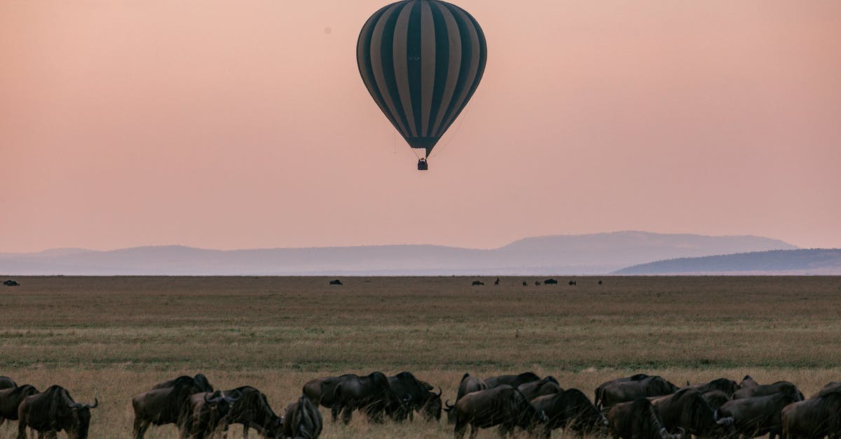 Flying between Tanzania and Madagascar - Herd of grazing wildebeests on grassy savanna while colorful hot air balloon flying above picturesque pink sky above mountains in Serengeti national park Tanzania Africa