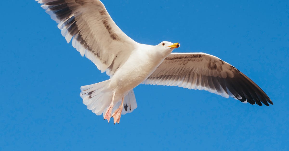 Flying from California to Texas: do I need ESTA? - Photo of a Flying Seagull