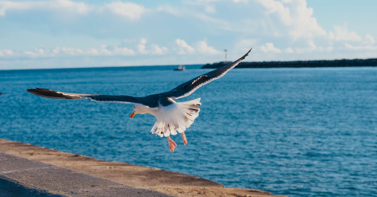 Flying from California to Texas: do I need ESTA? - Flying Seagull about to Land