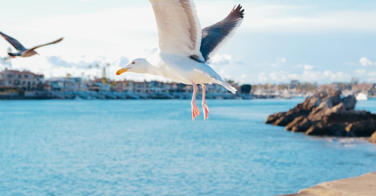 Flying from California to Texas: do I need ESTA? - Photo of a Flying Seagull