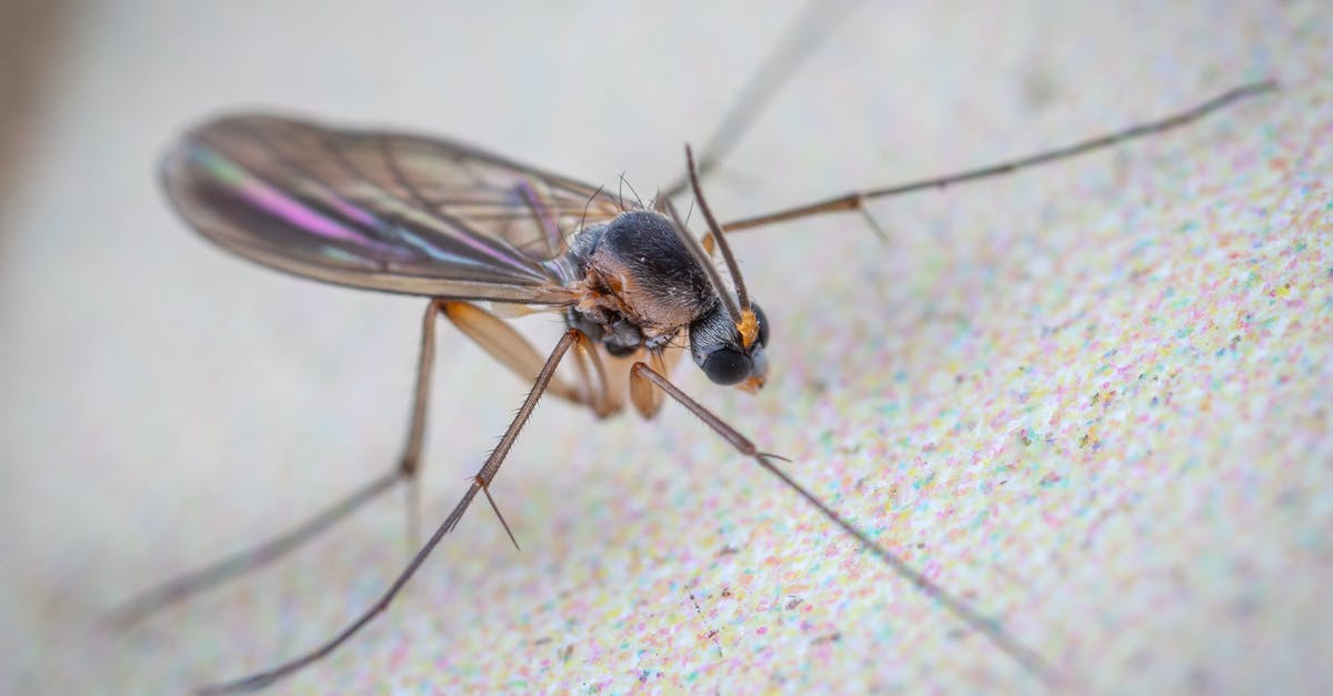 Flying into Germany with a Luxembourg Type D Visa [duplicate] - Wild gall midge fly with long legs and translucent wings with black head crawling on flat white surface of aquarium