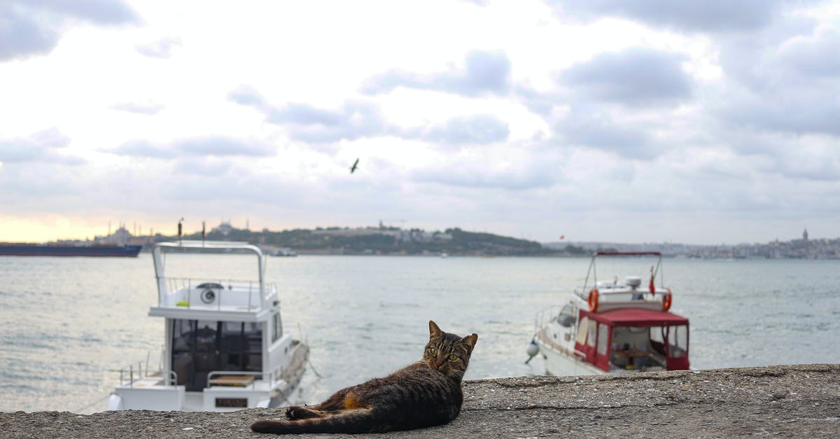 Flying on Southwest with a cat - Cat lying on rough fence while looking at camera against lake with yachts under cloudy sky with flying bird