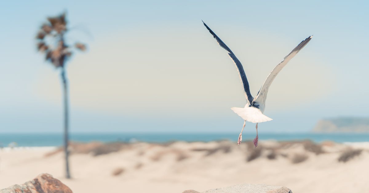 Flying to San Diego and Driving back to Florida [closed] - Seagull Flying over Beach