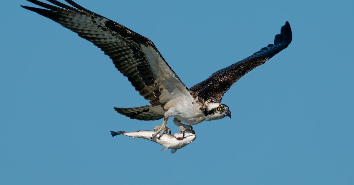 Flying to San Diego and Driving back to Florida [closed] - White and Black Bird Flying