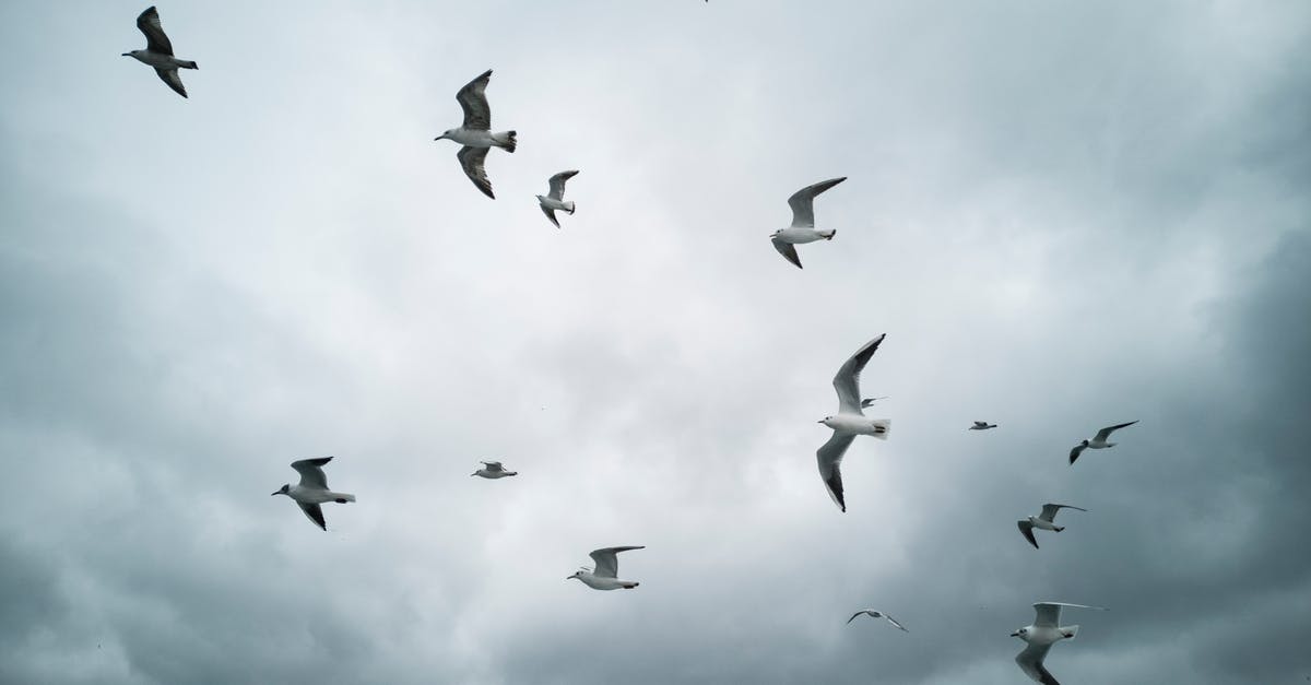 Flying to the UK for 1 day - Flock of White Seagulls in the Sky 