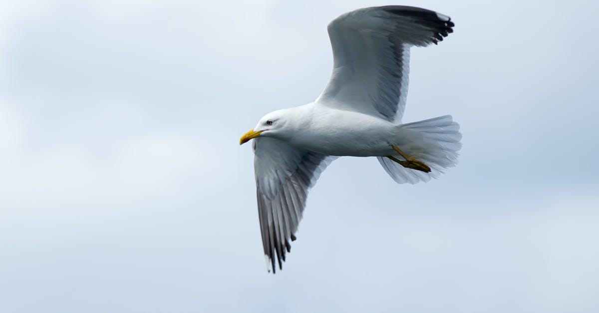 Flying TYO - FRA - LAX - TYO - seagull